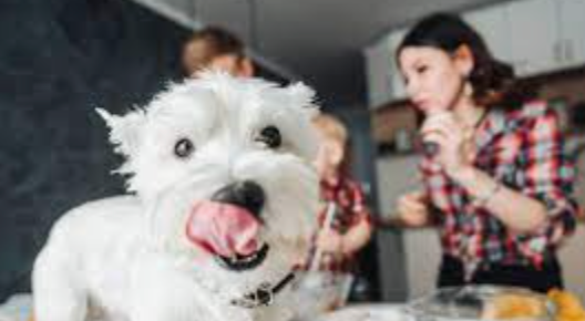 Yuletide Hazards: This Vet's Insight into the Top 5 Christmas Toxins in Your Home 🚫🎄