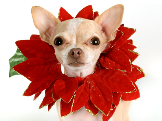 Deck the Halls Safely: A Vet's Guide to Toxic Plants During the Holidays