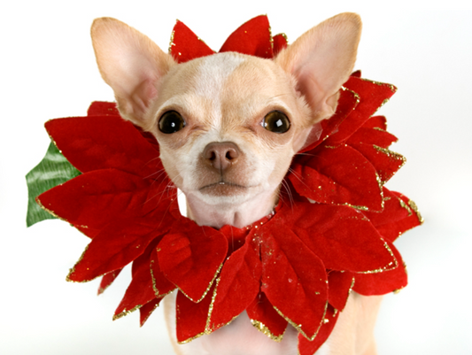 Deck the Halls Safely: A Pet Parent's Guide to Toxic Plants During the Holidays