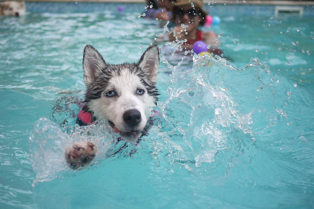 Dogs Get Arthritis Too? Conversations With a Vet Nurse & Hydrotherapist on Canine Arthritis