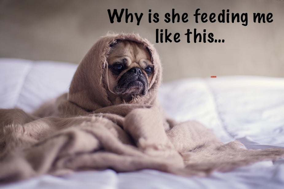 Your dog is a picky eater and won't accept new food?  Try this!