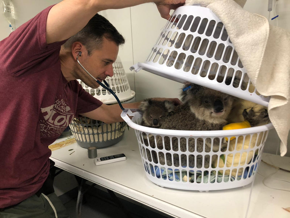 Turning Laundry Baskets into Lifesavers: The Surprising Solution for Koalas in Crisis! 🧺🌿