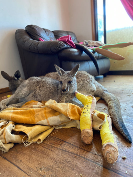 You Will Not Believe What This Kangaroo Mother Did For Her Baby!