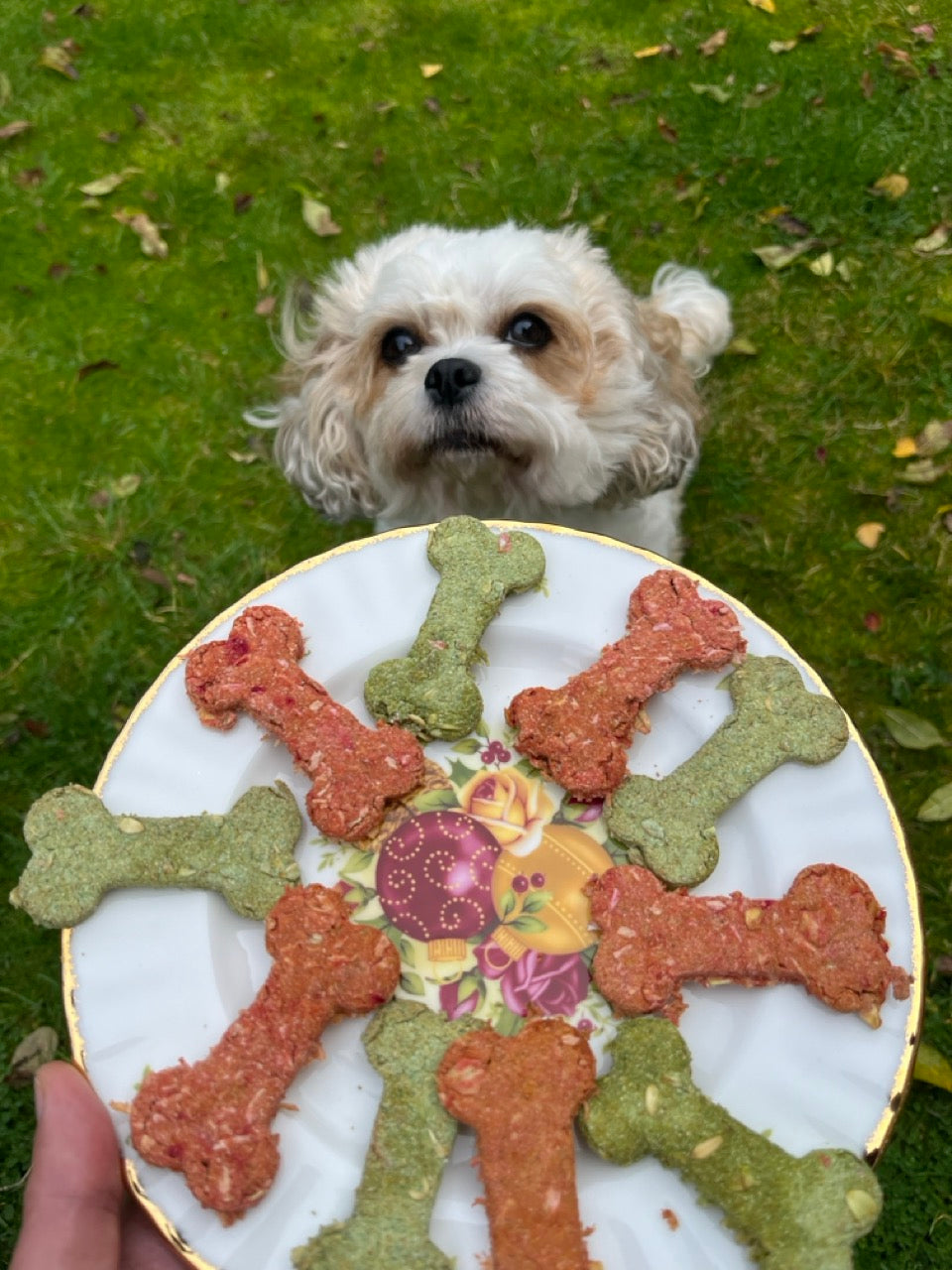 RED & GREEN Christmas Dog Treats